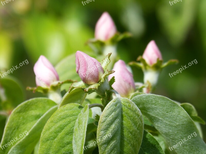 Quince Fruit Tree Cocoons Flowering Tree Flower