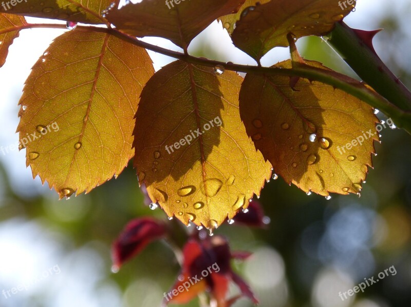 Leaves Rosebush Drops Rocio Translucent