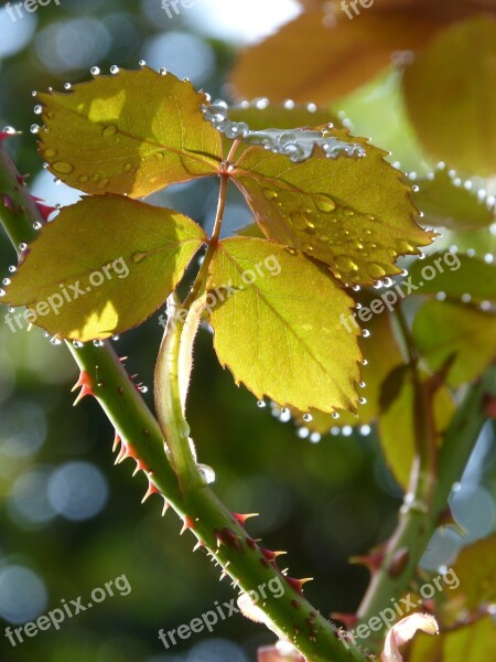 Leaves Rosebush Drops Rocio Translucent