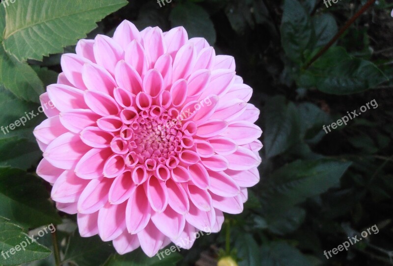 Flowers Raghavendra Pink Flora Ornamental Plant