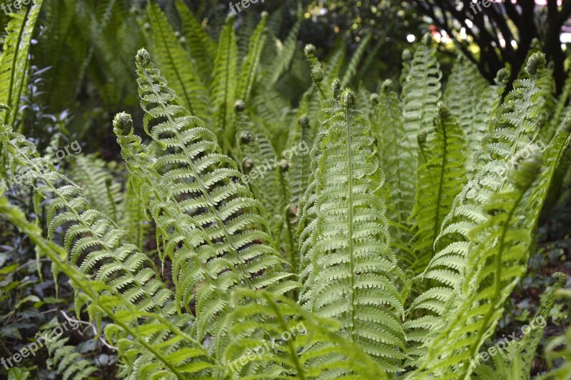 Fern Plant Green Nature Leaves