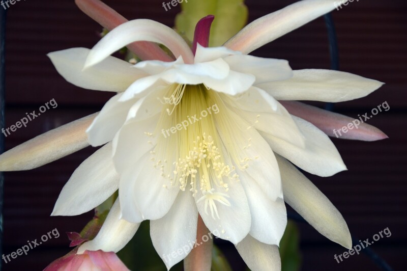 Cactus Blossom Flowers Cactus Cactus Flower Free Photos