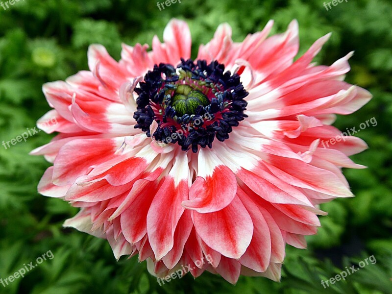 Flower Anemone Pink Ranunculaceae Petals