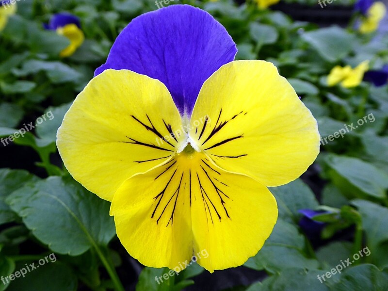 Flower Thinking Viola Yellow Blue