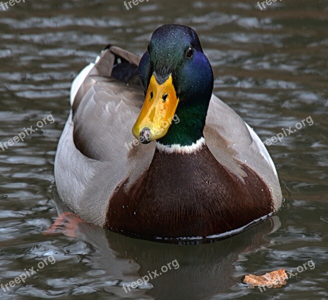 Duck Aquatic Animal Drake Free Photos