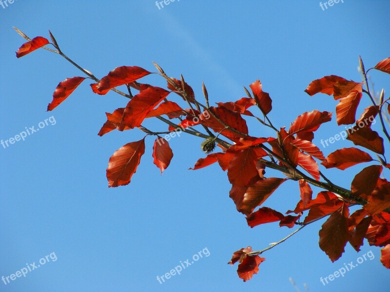 Nature Leaves Autumn Colours Plant Autumn