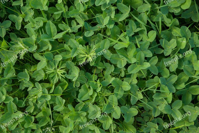 Clover Grass Saint Patrick Lucky Chance