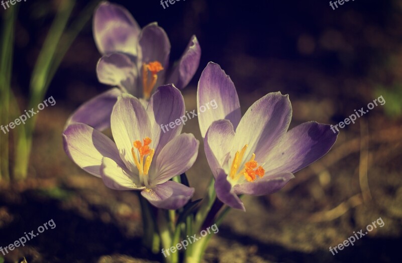 Crocus Nature Violet Saffron Blooms