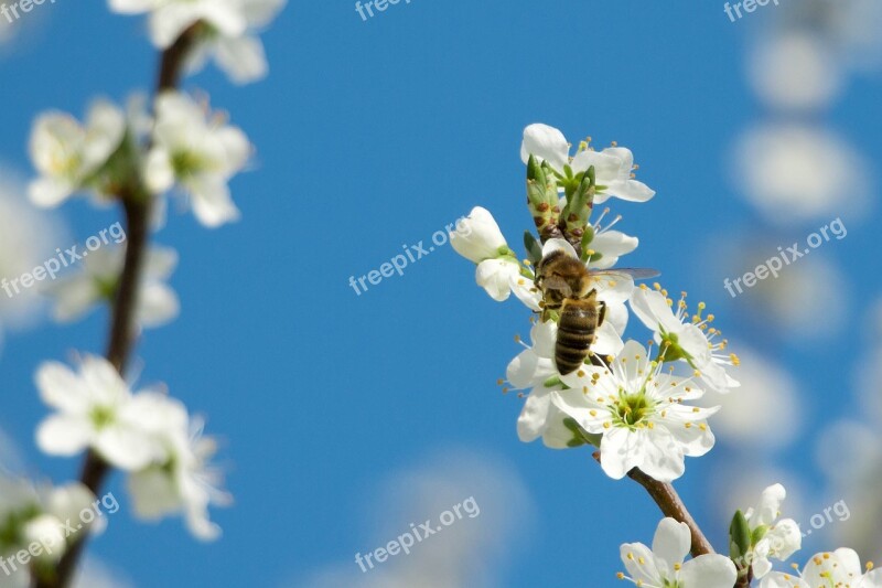 Bee Macro Close Up Of Flowering Shrub White Blossom