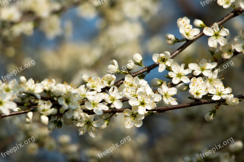 Flowering Shrub White Blossom Bloom Spring