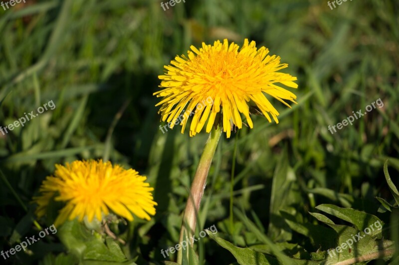 Dandelion Yellow Blossom Bloom Spring