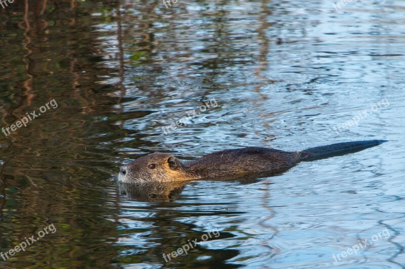 Nutria Rodent Animal Animal World Nature