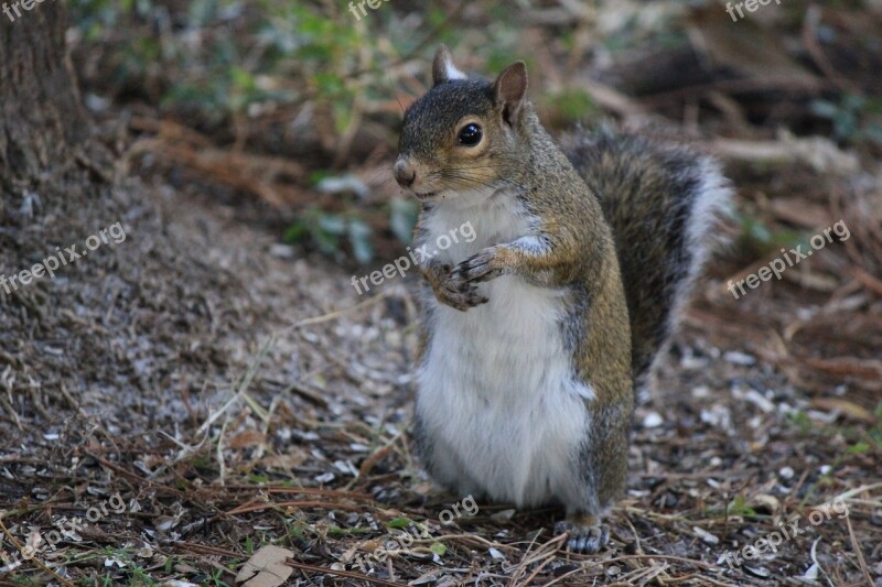 Squirrel Posed Nature Standing Up