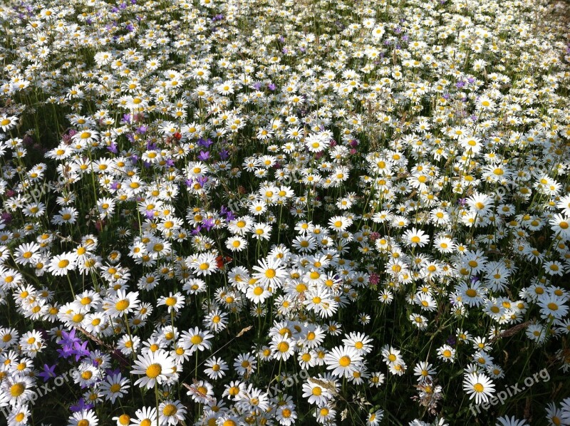 Daisies Meadow Summer Flower Meadow Free Photos