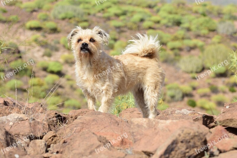 Dog Small Dog Animal World Spain Quadruped