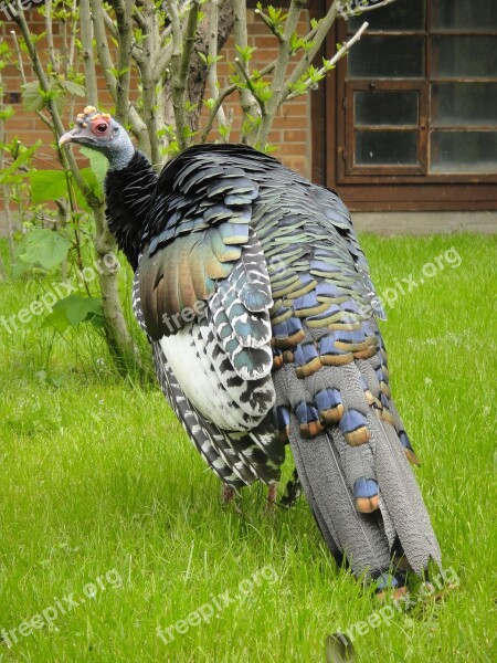 Ocellated Turkey Occelated Turkey Turkey Wild Turkey Species