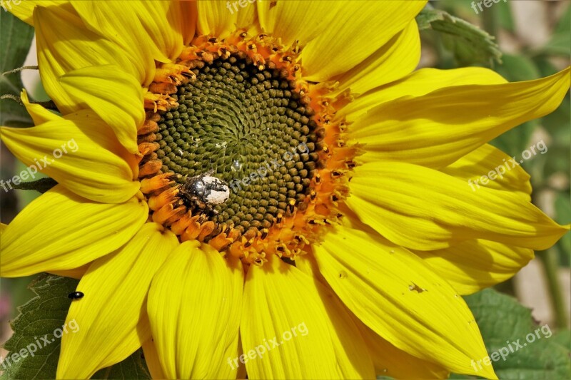 Sunflower Plant Yellow Leaves Field