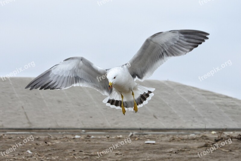 Animal Beach Sea Gull Seagull Seabird