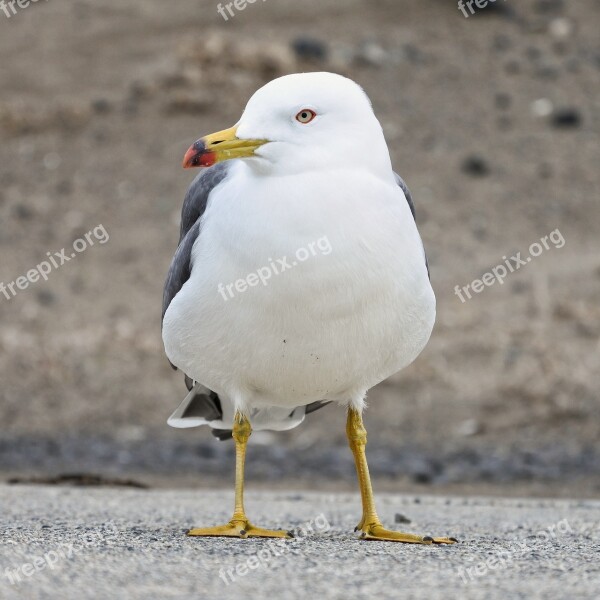 Animal Beach Promenade Sea Gull Seagull