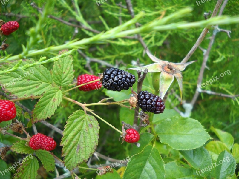 Blackberry Wild Berry Delicious Nature