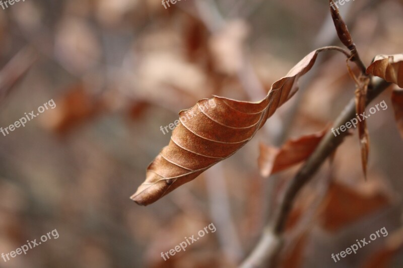 Leaf Dry Autumn Nature Brown