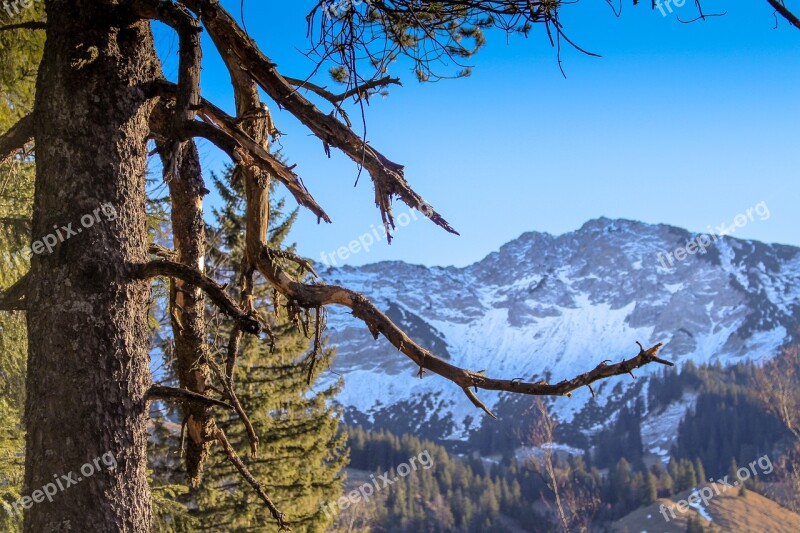 Tree Snowy Mountain Cold Snow