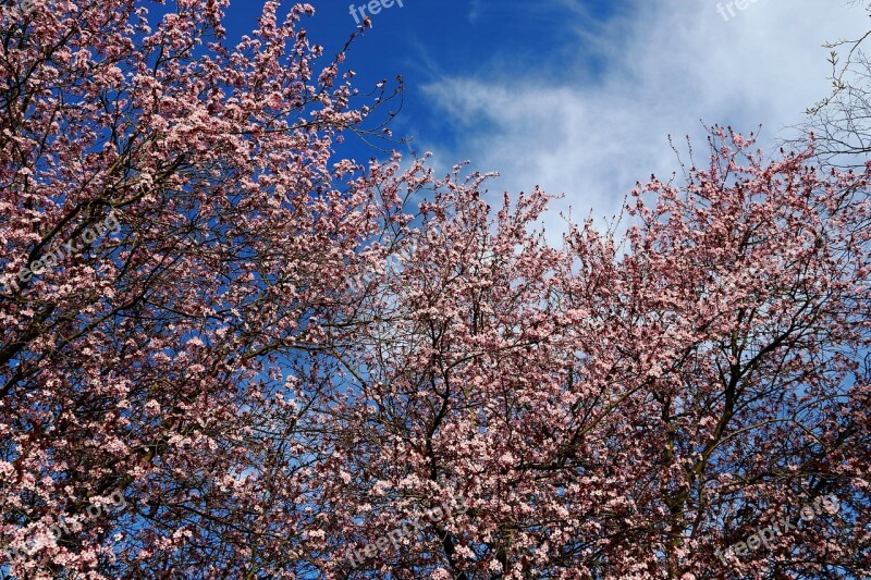 Ornamental Cherry Blossom Bloom Tree Japanese Cherry Trees