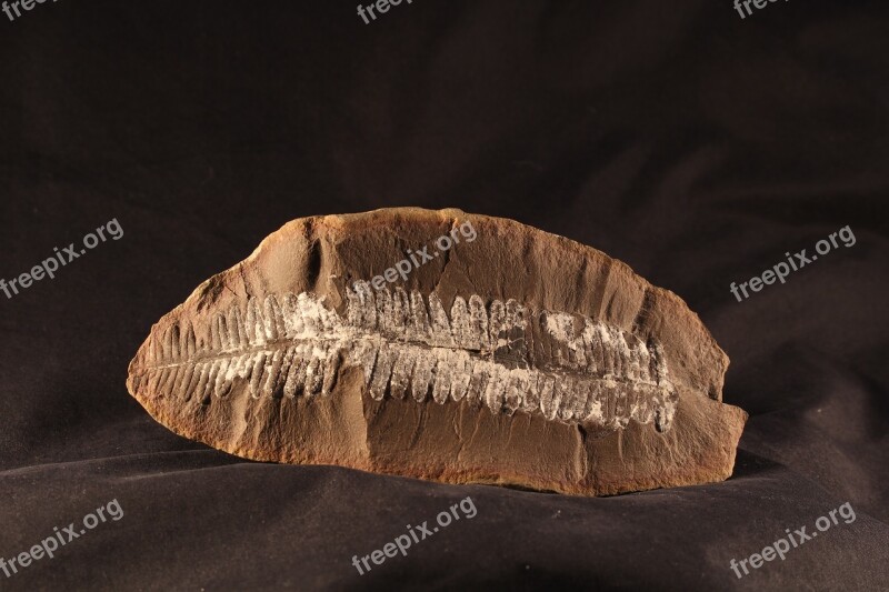 Fossil Fern Rock Paleontology Stone