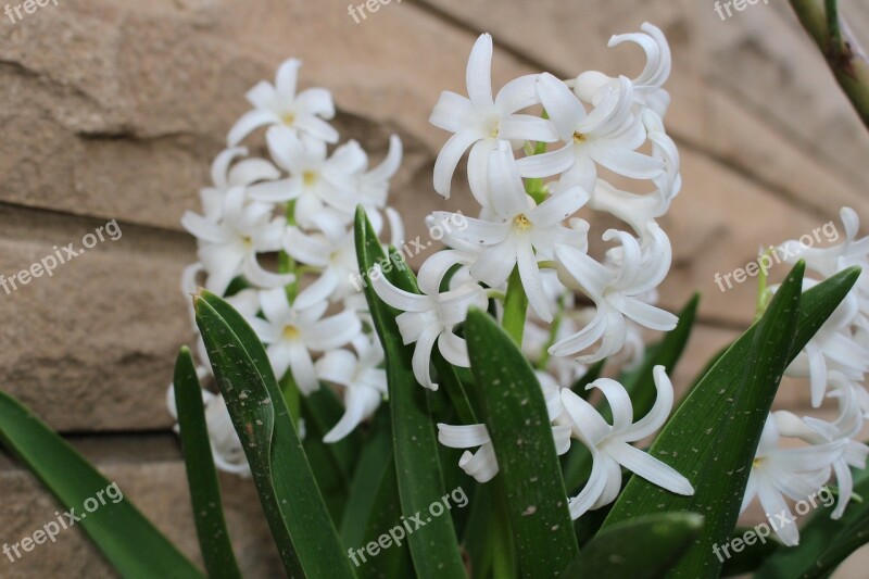 Hyacinth Flowers White Urban Blooming