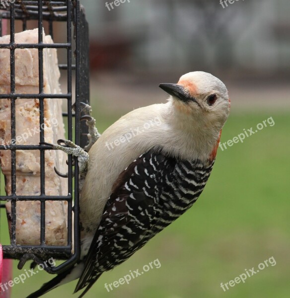 Woodpecker Feeder Bird Hello Looking