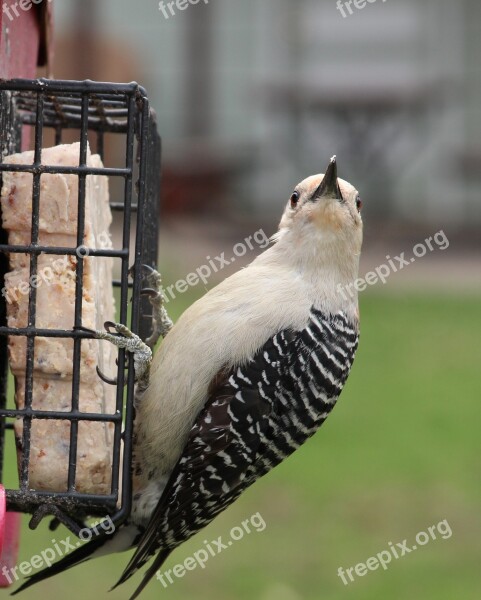 Woodpecker Watching Bird Feeder Red-bellied Woodpecker