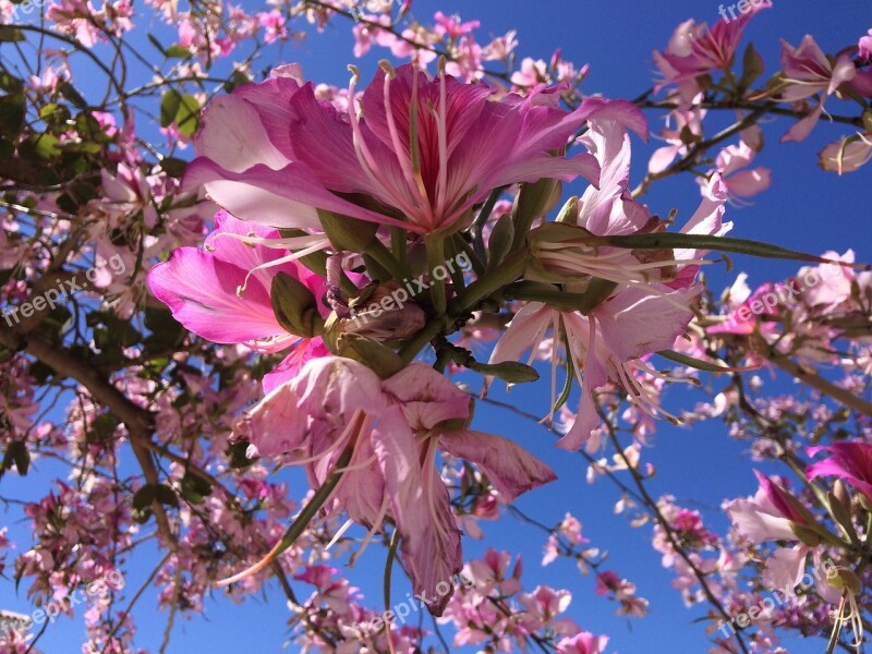 Nature Blooms Living Nature Flowering Tree Flowering Branch