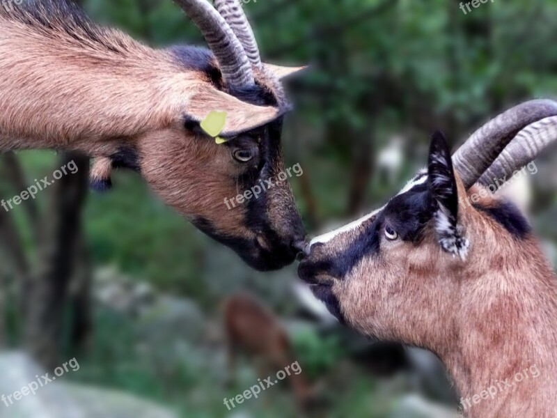 Goats Two Sniff Nature Ticino