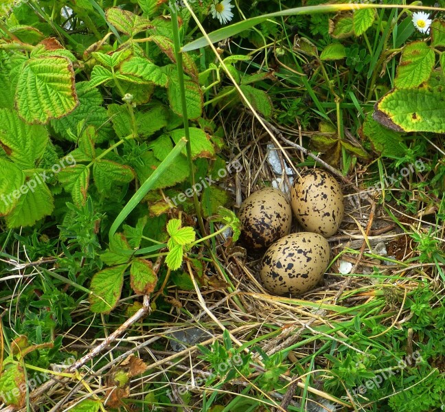 Egg Bird Eggs Nest Nature North Sea