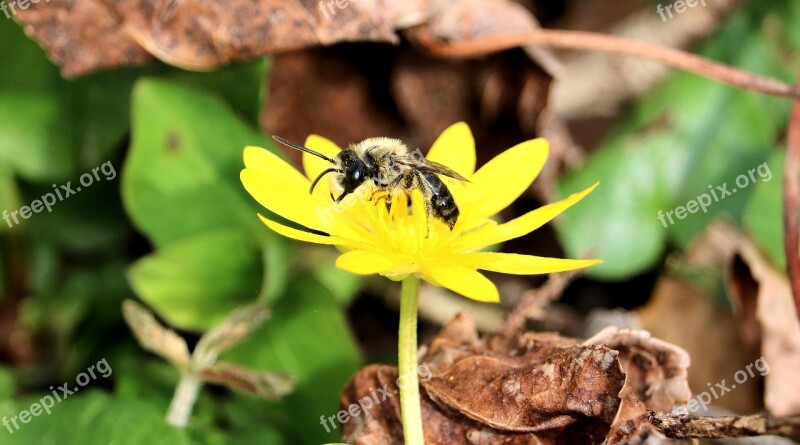 Wasp Bee Insect Yellow Flower