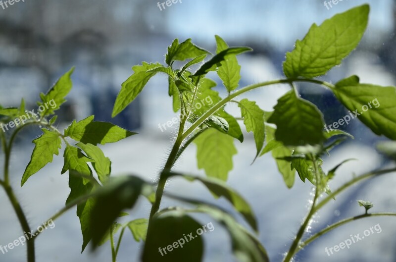 Seedling Spring Greens Closeup Plant