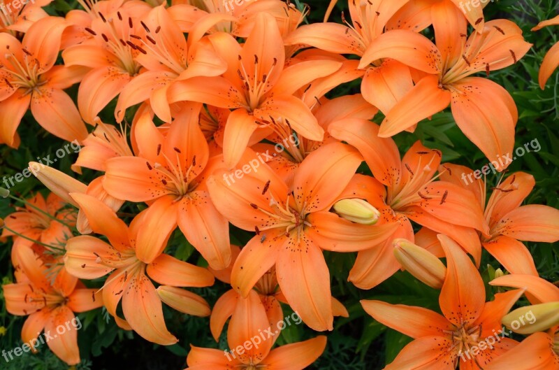 Lily Flowers Orange Beautiful Flower Dacha