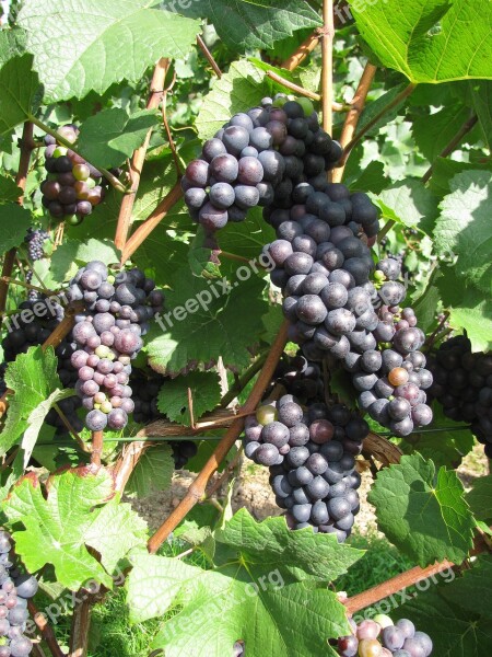 Grape Wine Grapes Fruit Winegrowing