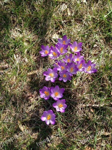 Crocus Bloom Blooming Spring Nature