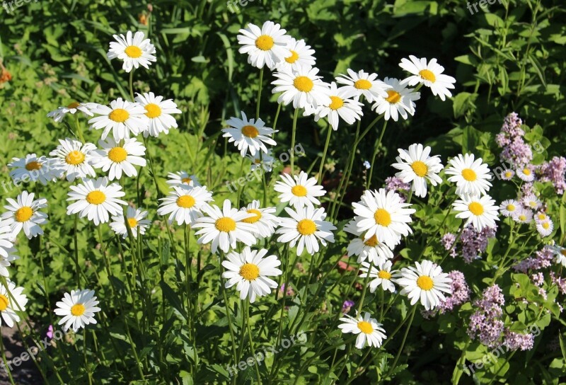 Flowers Spring Chamomile White Flowers Nature