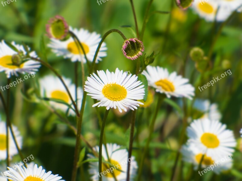 Daisies Flower Spring Spring Flowers Nature