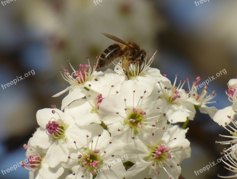 Honeybee Flower Nectar Pollen Spring