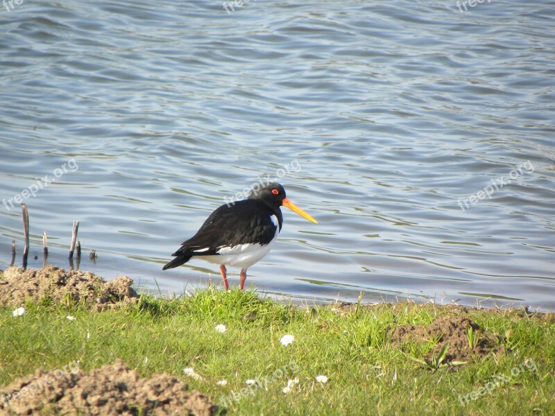 Oystercatcher Bird Stilt-walker Nature Meadow Bird