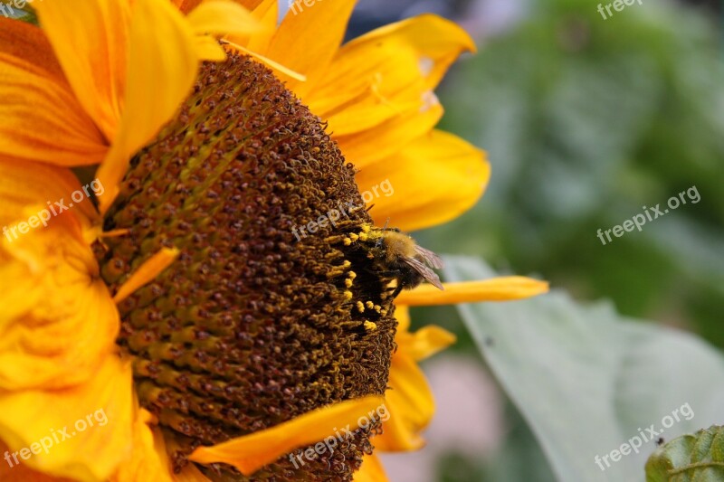 Sunflower Summer Garden Plant Nature