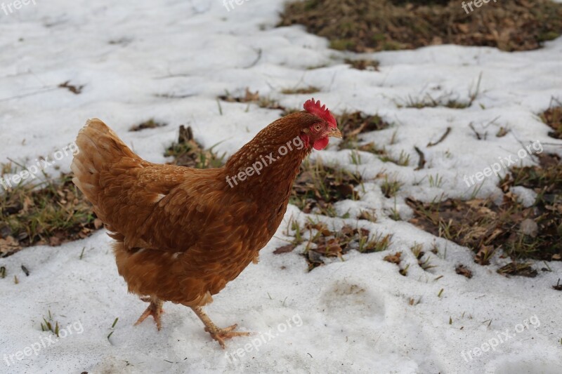 Chicken Bird Cock Village Chickens