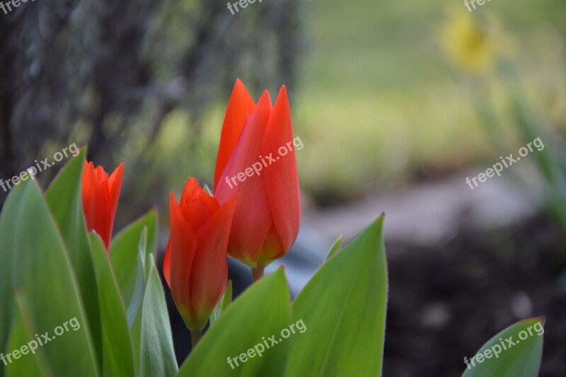 Flower Red Nature Spring April