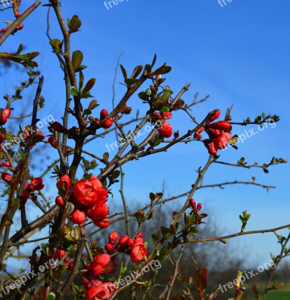 Ornamental Quince Japanese Ornamental Quince Bush Chaenomeles Japonica Flowers