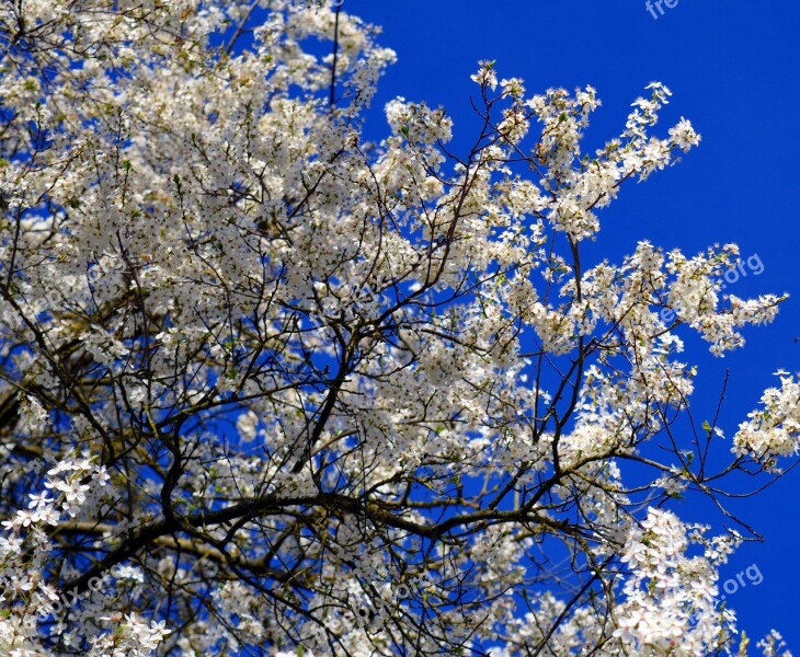 Flowers White Flowers White Blossom Spring Frühlingsanfang