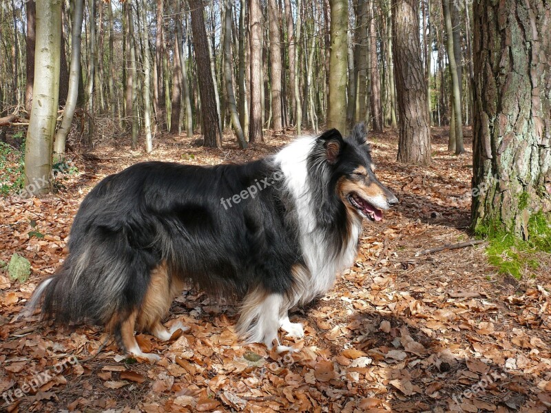 Collie Dog Purebred Dog British Sheepdog Forest