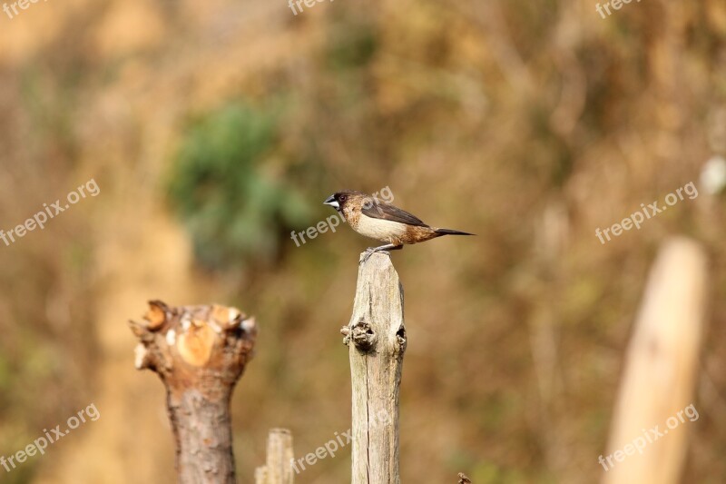 Bird Country Roadside Serenity Wait